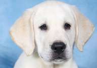 拉布拉多亂拉屎拉尿怎么辦（怎么教育）